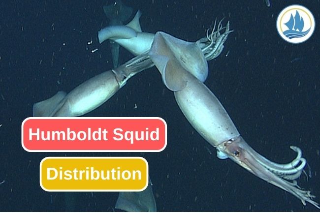 Exploring the Distribution of Humboldt Squid